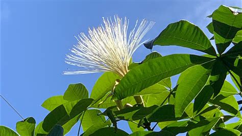 馬拉巴栗開花|馬拉巴栗